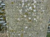 image of grave number 778241